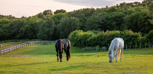 dark and white horse in british summer paddock in warm evening light © ahavelaar