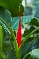 Closeup of a Red Bird of Paradise Bud in tre garden