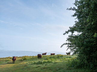 beautiful landscape of north downs in kent with brown cows on early morning late spring