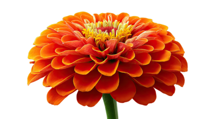 Zinnia: A vibrant macro shot of a zinnia, with its multiple layers of delicate petals.
