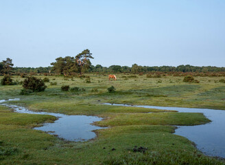 grazing brown pony in the new forest near brockenhurst in hampshire