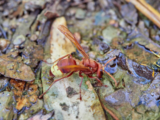 The Oriental hornet drinking water. Vespa orientalis