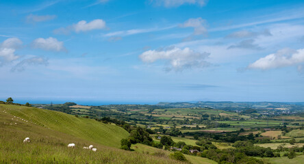 sheep in green hills of south dorset near jurassic coast