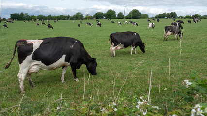 herd of black and white spotted cows graze under grey sky in green meadow near north downs in Kent