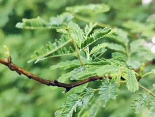 A close-up photograph of vibrant green leaves showcasing intricate texture against a natural...