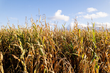 A field of dry maize plants in the late afternoon sun. Maize field.