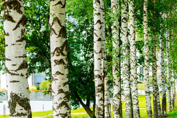 Slender birches with white trunks, green crowns, sunny day, city park, grass, buildings in the...