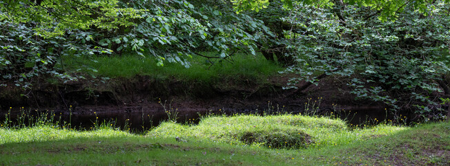 buttercups on bank of forest river in the hampshire new forest