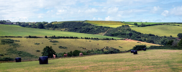 horses in meadow near port isaac in cornwall under blue sky