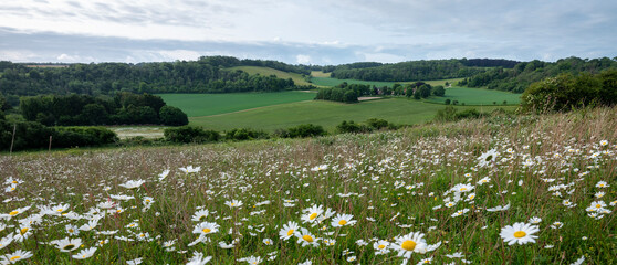 daisy flowers on the foreground in spring ladscape with farm in english county of kent