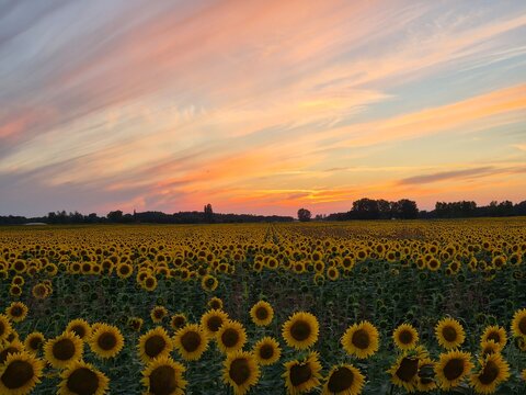 sunflower field at sunset, end of summer romantic and melancholic background