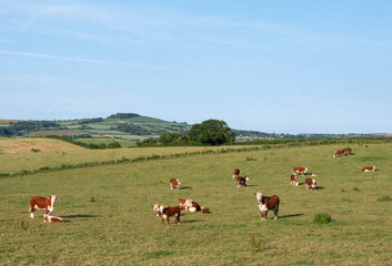 red and white spotted cows in dorset countryside near jurassic coast in England