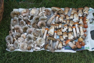 mushrooms on a tree