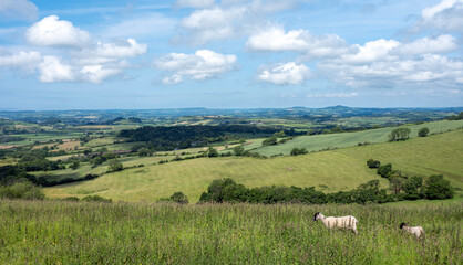 sheep in green hills of south dorset near jurassic coast