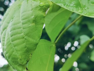 A close-up photograph of vibrant green leaves showcasing intricate texture against a natural...