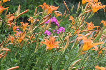 orange lilies