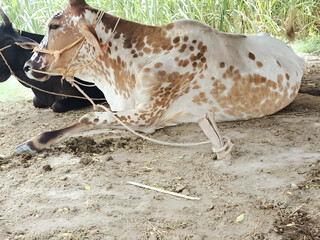Peaceful dappled cow resting serenely on earthy ground amidst lush green sugarcane stalks, evoking rural tranquility and pastoral charm for agricultural themes.