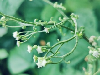 A close-up photograph of vibrant green leaves showcasing intricate texture against a natural outdoor background.