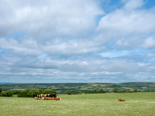 brown and black cows in dorset countryside near jurassic coast in England