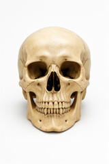 Realistic human skull prop studio photograph isolated on bright white background sharp detail soft shadow high resolution product image


