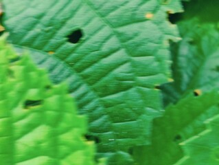 A close-up photograph of vibrant green leaves showcasing intricate texture against a natural outdoor background.