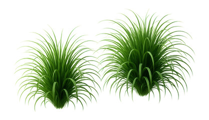 Two lush green ornamental grass clumps with long, slender blades on transparent background.