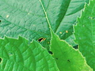 A close-up photograph of vibrant green leaves showcasing intricate texture against a natural outdoor background.