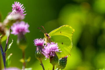 Brimstone Butterfly on Thistle Flower Close-up
