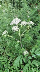 perennial field grasses, flowering perennials, summer season, meadow