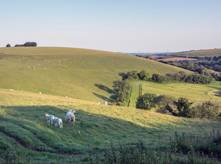 sheep in green hills of south dorset near jurassic coast