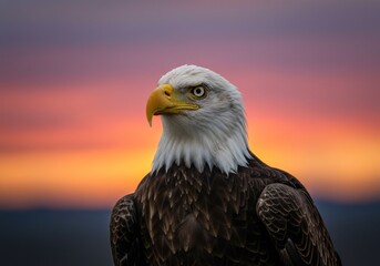 Fototapeta premium Majestic Bald Eagle at Sunrise