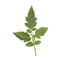 Fresh green tomato leaves branch isolated on transparent background