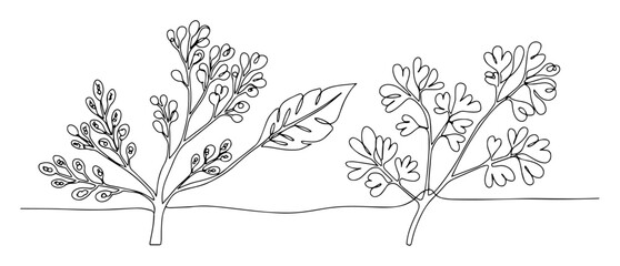 herbs and spices plants one continuous line drawing © Wieslaw