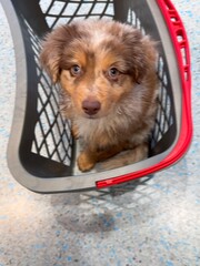 A Playful Puppy Happily Nestled Inside a Laundry Basket Filled with Soft Bedding Items