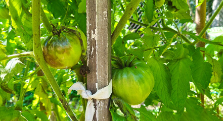 Tomato diseases. Green tomatoes affected by late blight, Phytophthora Infestans in the garden...