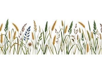 Various types of wild grass and wheat are isolated on white background