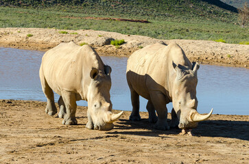 Two White Rhinos at Safari Park, Western Cape