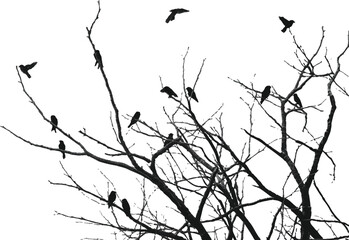 bare tree branches with birds in flight simple vector art design