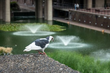 Pigeon Overlooking Pond at Barbican Centre