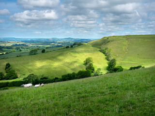 Fototapeta premium sheep in green hills of south dorset near jurassic coast