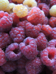 raspberries on a white background