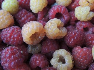raspberries and blackberries