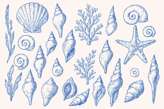 Vintage hand-drawn sea shells, starfish, coral and seaweed collection in blue sketch style for beach, ocean, marine life, summer decoration, coastal design, and nautical themed illustrations

