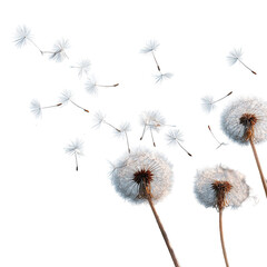 Dandelion seeds scattered in the wind