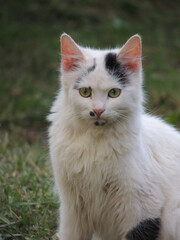 cat on the grass