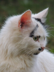 portrait of a cat