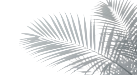 palm tree silhouette
