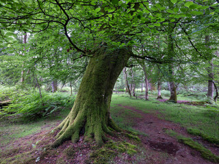 old beech tree and ferns in lush green new forest in hampshire near brockenhurst