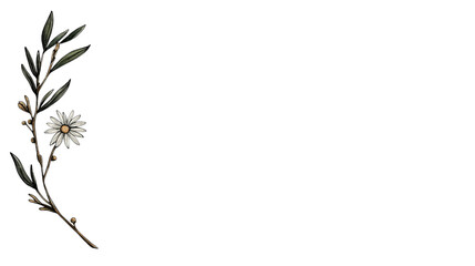 Fototapeta premium Delicate floral branch with single daisy flower isolated on white background