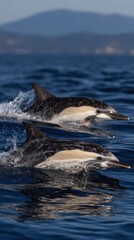 Fototapeta premium Two dolphins swimming in the ocean.